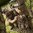 BANDIT Rucksack – MOUNTAIN