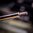 Bolt-Catch-Durchtreiber-Set