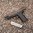 EHG SG9 Griffrahmen für SIG SAUER P320 Full-Size schwarz