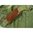 Signature Series Segeltuch Sporting-Clays-Tasche, O.D. Green